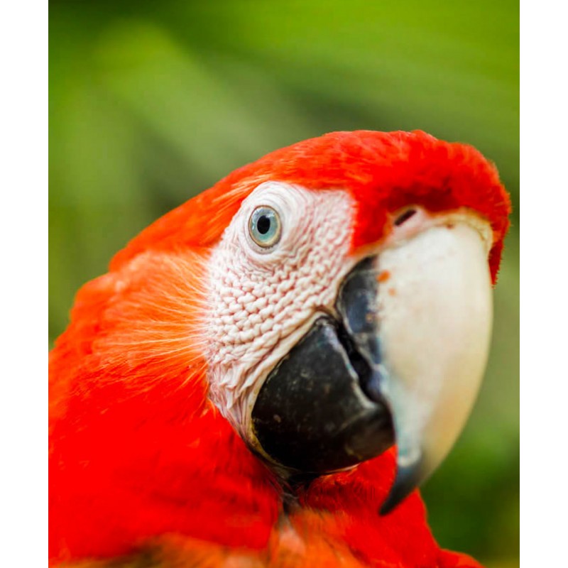 Café Britt® — Costa Rican Habitat kafijas komplekts (12 oz.) (3 iepakojumi) (Sloth, Lapa & Cariblanco) — kafijas pupiņas, arabikas kafija, košers, bez lipekļa, gardēdis un vidēji gaišs un tumšs grauzdējums